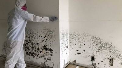 mold remediation companies