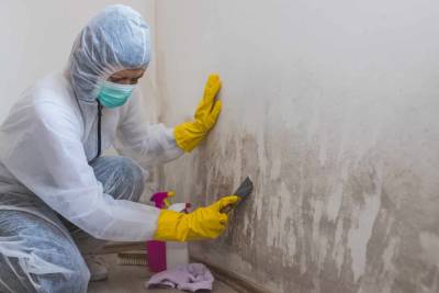 mold remediation services california